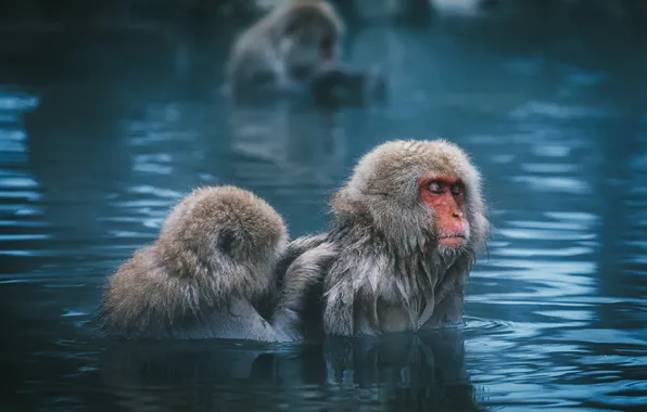 Вода, релакс, купание, обезьяна, обезьяны, мордашка, водоем, синий фон