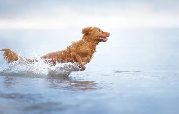 Взгляд, друг, собака