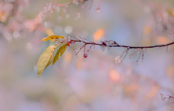 Картинка осень, листья, сосульки, плоды, заморозки, века
