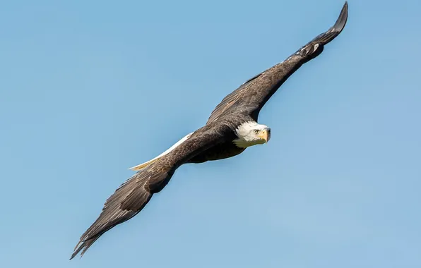 Картинка небо, свобода, птица, высота, крылья, хищник, полёт, белоголовый орлан