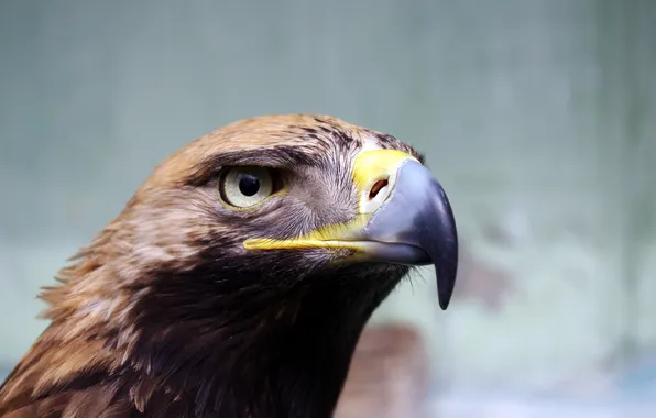 Картинка bird, wildlife, wing, beak