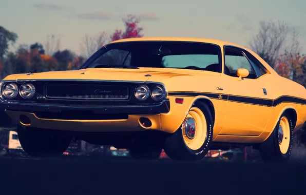 Желтый, Dodge, Challenger