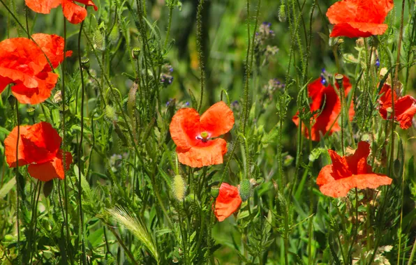 Red, flower, poppy