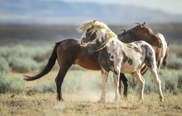 Field, horses, couple