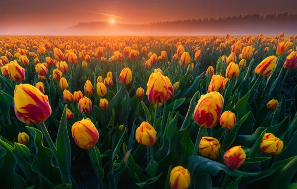 Поле, листья, туман, восход, рассвет, утро, тюльпаны, Нидерланды