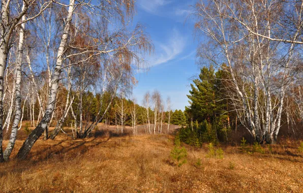 Картинка Природа, Осень, Деревья, Nature, Fall, Autumn