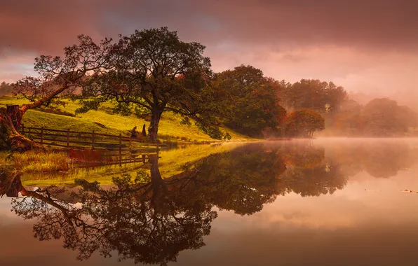 Картинка деревья, туман, озеро, отражение
