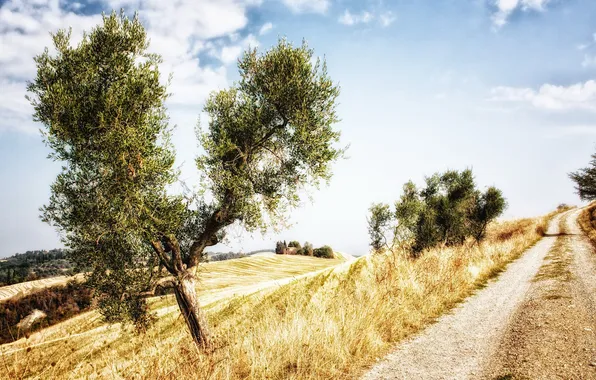 Картинка дорога, поле, Toscana