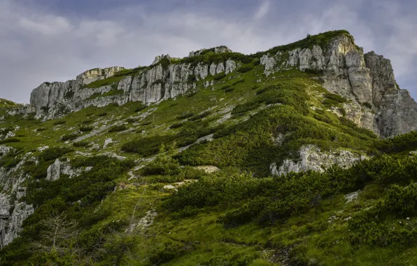 Зелень, лето, трава, горы, скалы, растительность, тропинка, кустарники