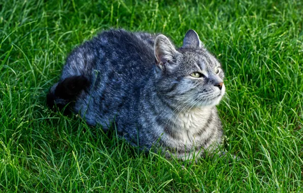 Картинка кошка, трава, кот, взгляд, природа, зеленый, серый, фон