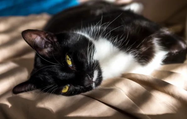 Картинка кот, взгляд, комната