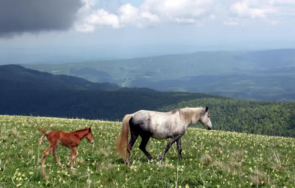 Природа, хвост, Лошади, horses, копыта, жеребенок