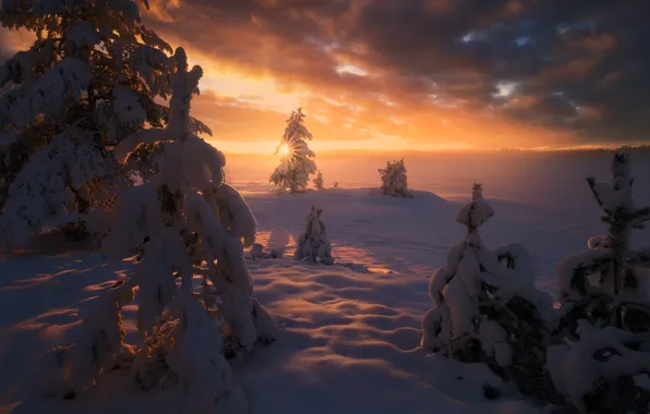 Картинка зима, солнце, снег, деревья, пейзаж, закат, природа, ели