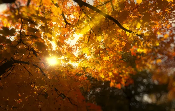 Листья, солнце, лучи, свет, деревья, ветки, природа, листва