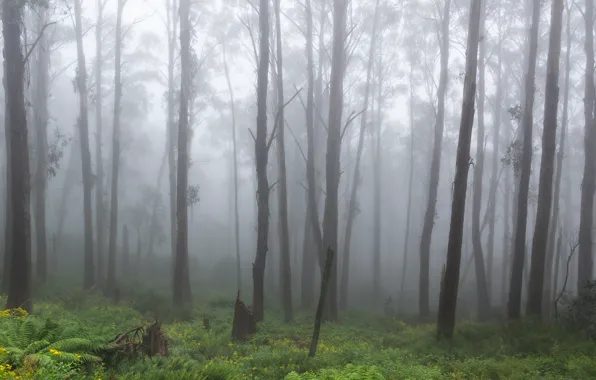 Картинка лес, деревья, природа, туман, Виктория, Австралия, папоротник, Australia
