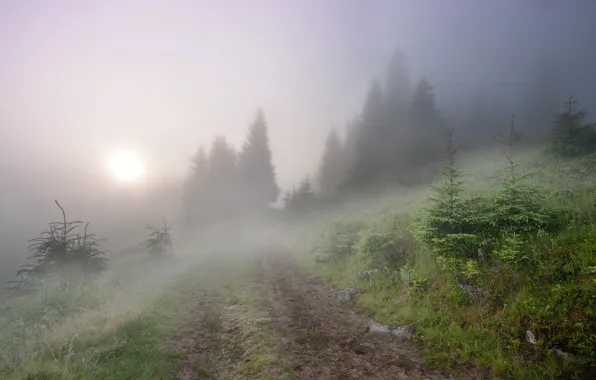 Картинка пейзаж, туман, утро