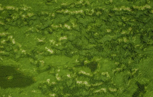 Картинка зелень, трава, grass, вид сверху, greenery, view from above