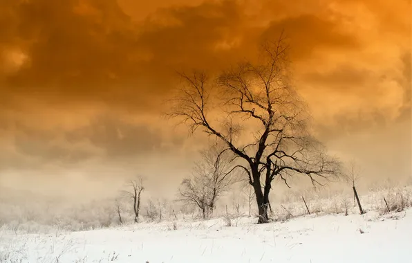 Зима, небо, пейзаж, природа, дерево