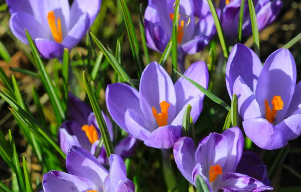 Flower, spring, crocus