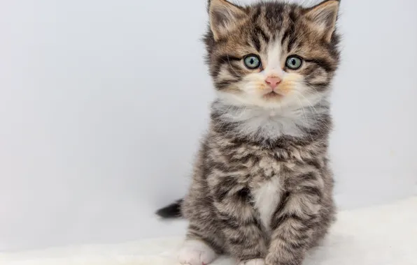 Картинка кошка, взгляд, поза, серый, милая, белый фон, котёнок, мордашка