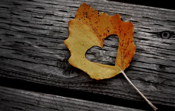 Осень, листья, креатив, дерево, настроение, листва, сердце, листок