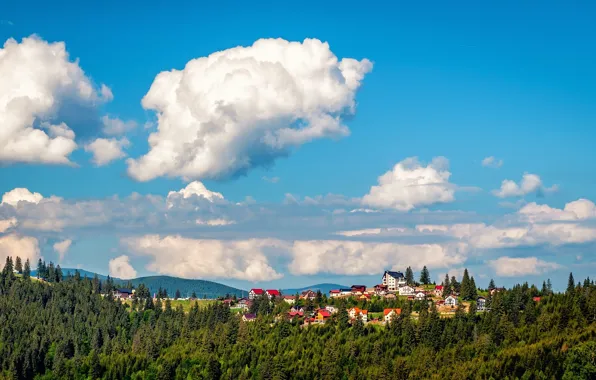 Картинка лес, облака, панорама, Romania, Румыния, Трансильвания, Transylvania, Пэлтиниш