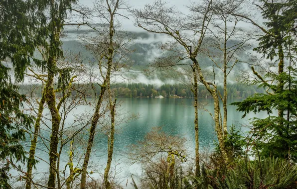 Лес, деревья, туман, озеро, США, Olympic National Park, Lake Crescent