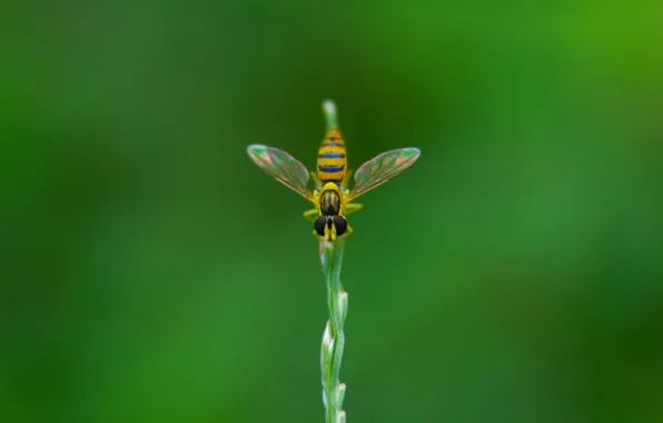 Картинка муха, растение, Зелень