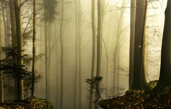 Лес, природа, туман