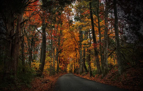 Картинка осень, лес, листья, деревья, природа, парк, HDR, hdr