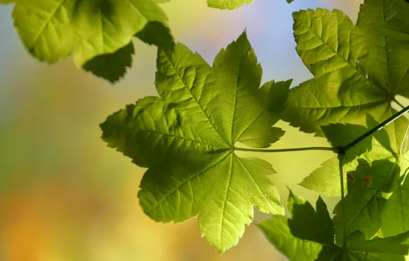 Листья, макро, свет, природа