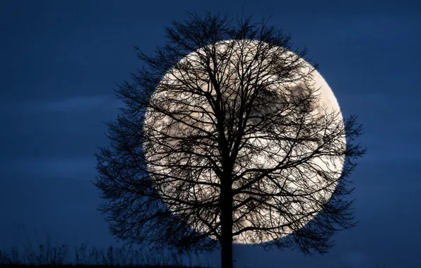 Картинка небо, ночь, луна