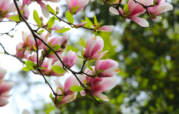 Spring, magnolia, twig