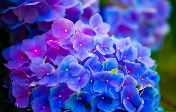 Nature, Earth, flowers, Environment