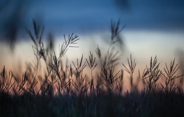 Картинка поле, трава, макро, закат, вечер, Осень, размытость