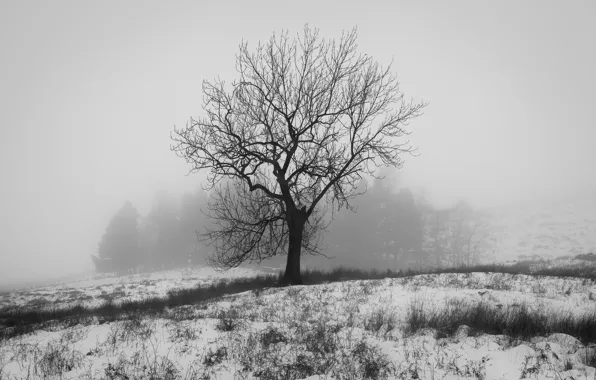 Зима, снег, природа, фото, дерево, белое, Англия, чёрно