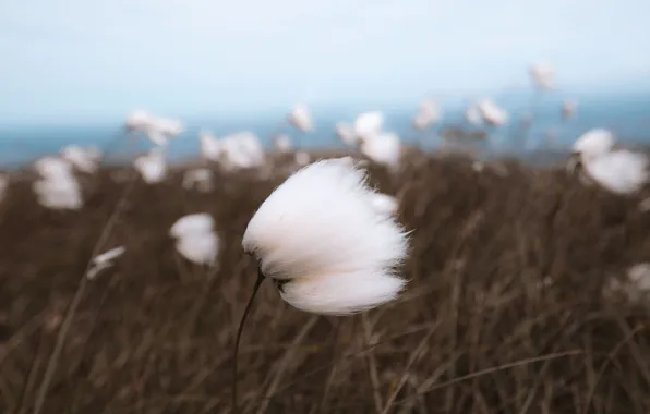 Grass, flower, sea, seascape, wind