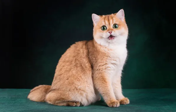 Кошка, кот, взгляд, морда, поза, темный фон, котенок, лапы