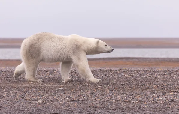 Аляска, Полярный медведь, Белый медведь