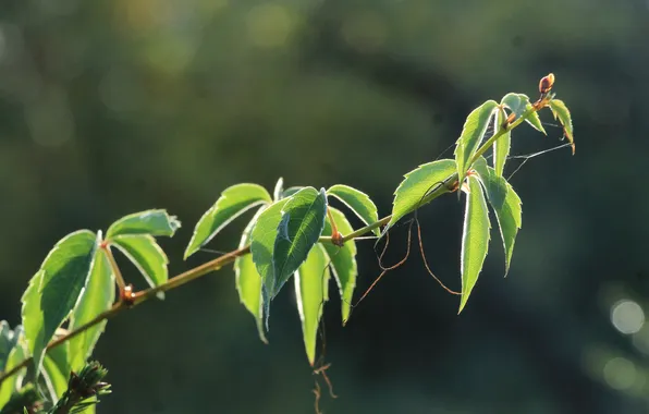 Leafs, plant, twig