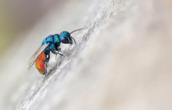 Картинка macro, fly, insect