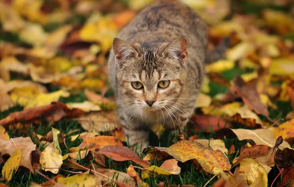 Картинка осень, кошка, трава, листья, идёт
