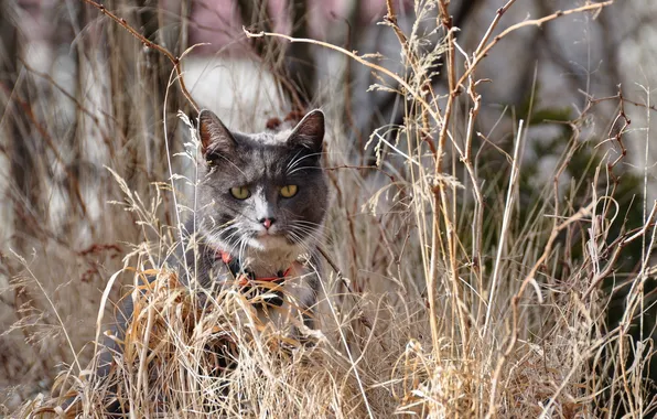 Кошка, трава, природа