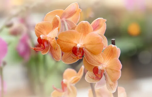 Картинка макро, экзотика, орхидея