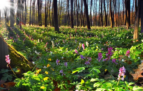 Картинка лес, деревья, пейзаж, цветы, природа