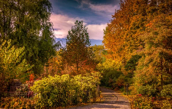 Картинка осень, листья, деревья, желтые, сад, дорожка, США, солнечно