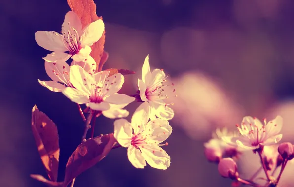 Flower, spring, twig, blooming