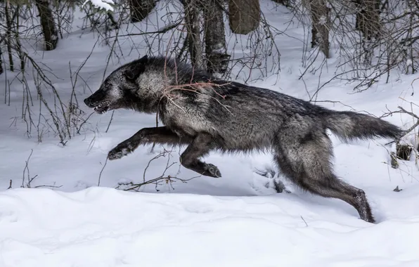Nature, face, animal, wolf, wildlife, head, fur, mammal
