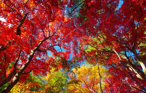 Картинка осень, небо, листья, деревья, крона, багрянец