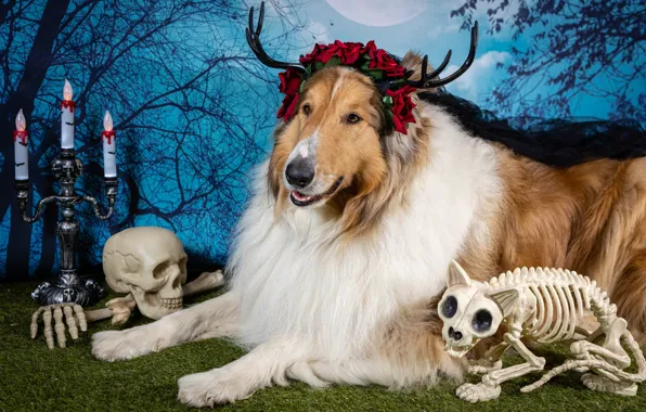 Кошка, взгляд, морда, цветы, ветки, поза, дерево, праздник